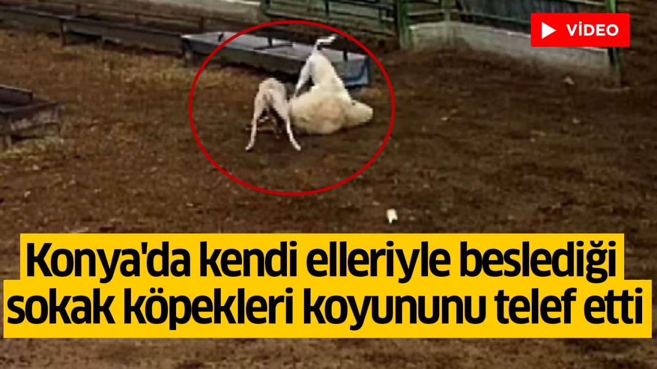Konya'da kendi elleriyle beslediği sokak köpekleri koyununu telef etti