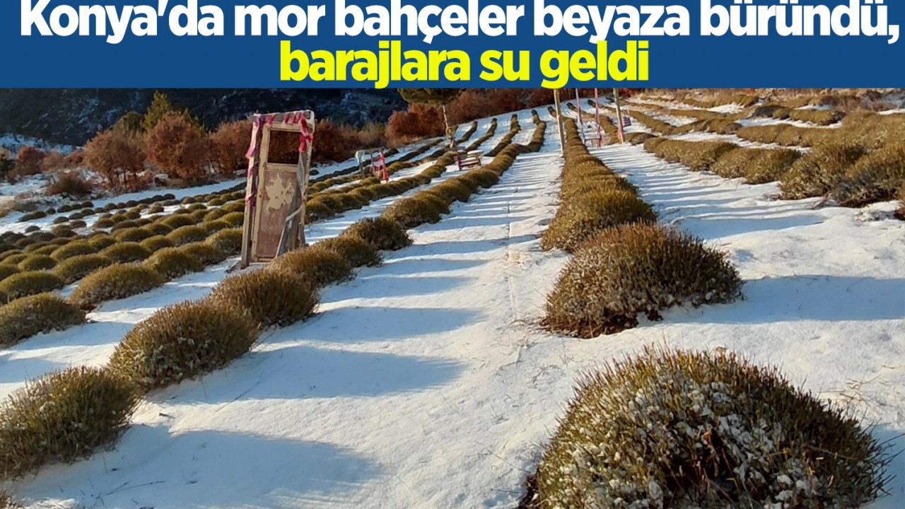 Konya'da mor bahçeler beyaza büründü, barajlara su geldi