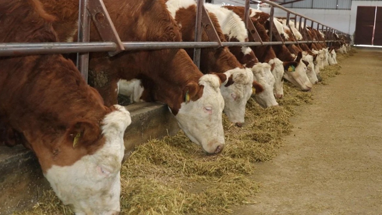 Şap hastalığıyla mücadelede 'arilik' şartı dönemi başladı