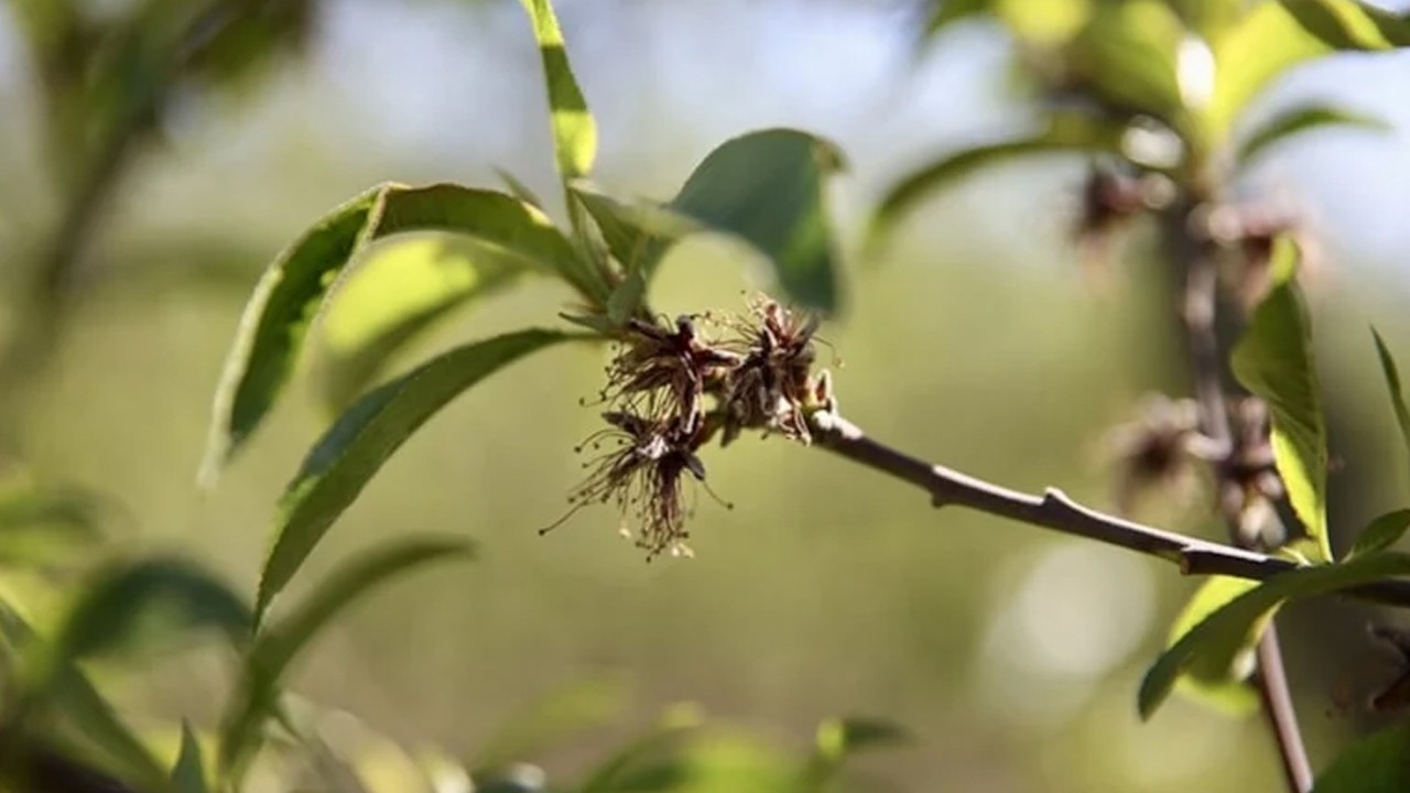 Üreticilere 221 milyon 150 bin lira zirai don desteği ödemesi bugün yapılacak
