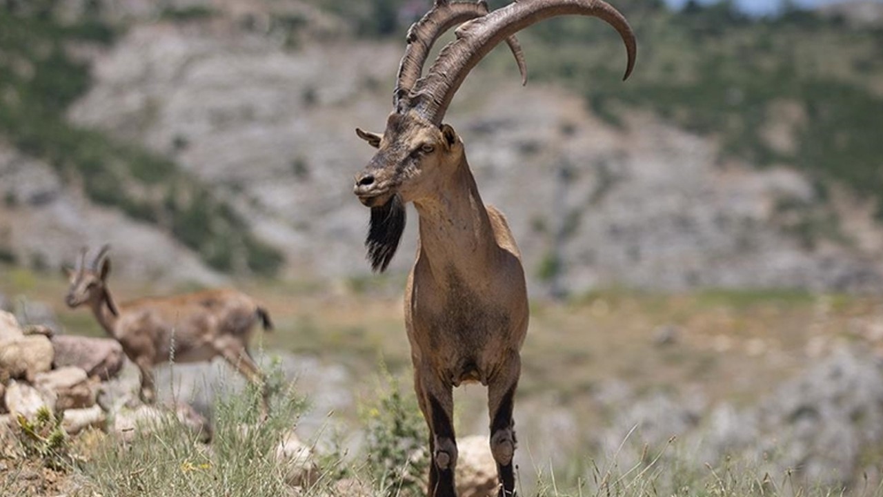 Yasa dışı avcılıkla mücadele sürüyor: 3 ilde yakalanan şahıslara 2 milyon 894 bin TL ceza