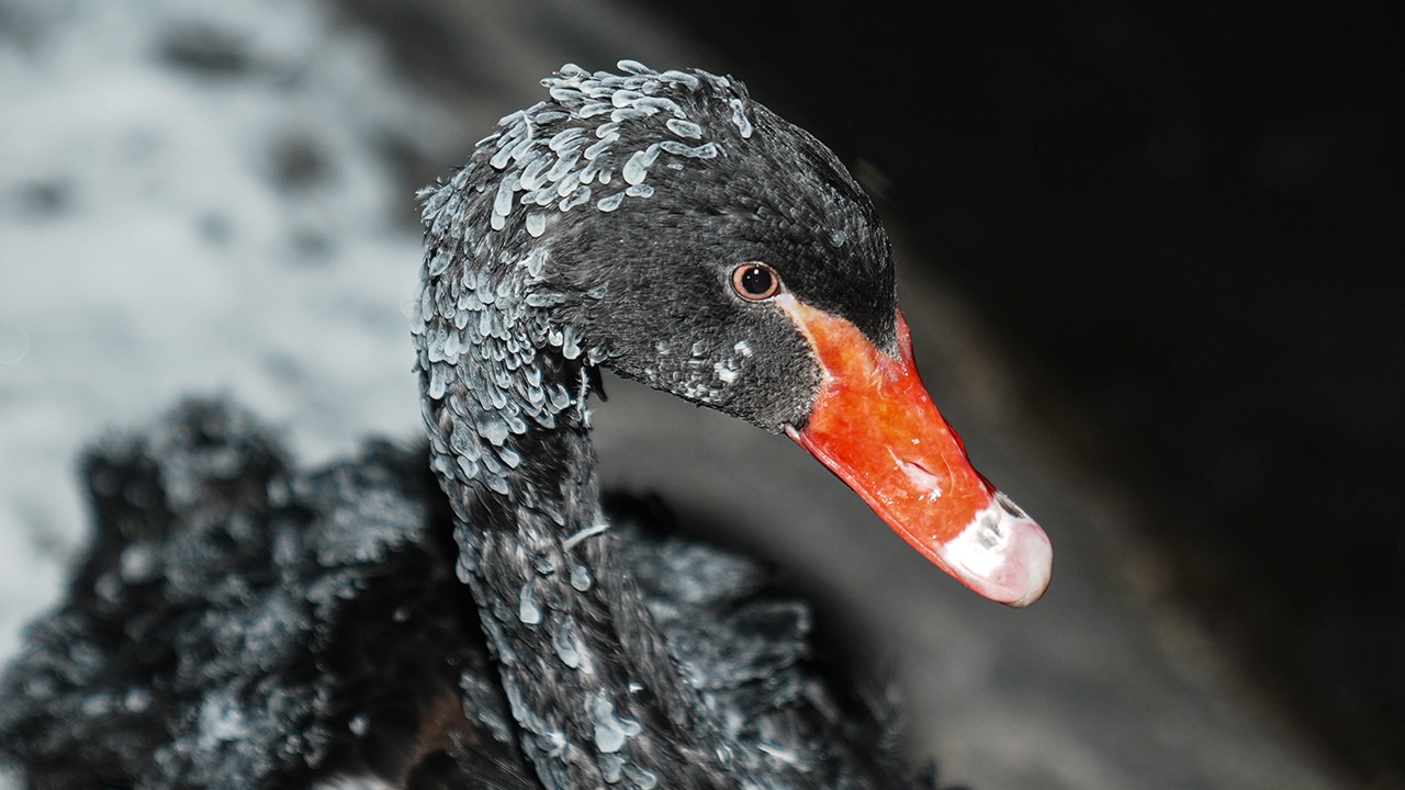 Ankara eksi 11 dereceyi gördü, Kuğulu Park buz tuttu