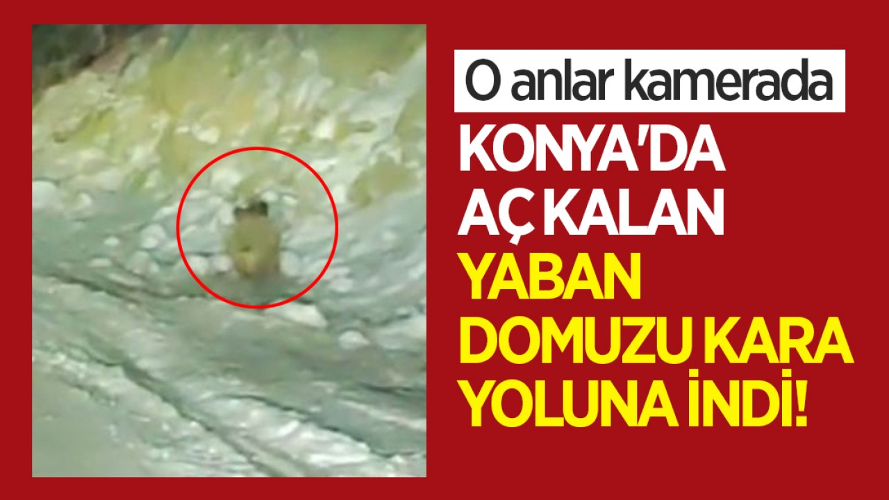 Konya'da aç kalan yaban domuzu kara yoluna indi! O anlar kamerada