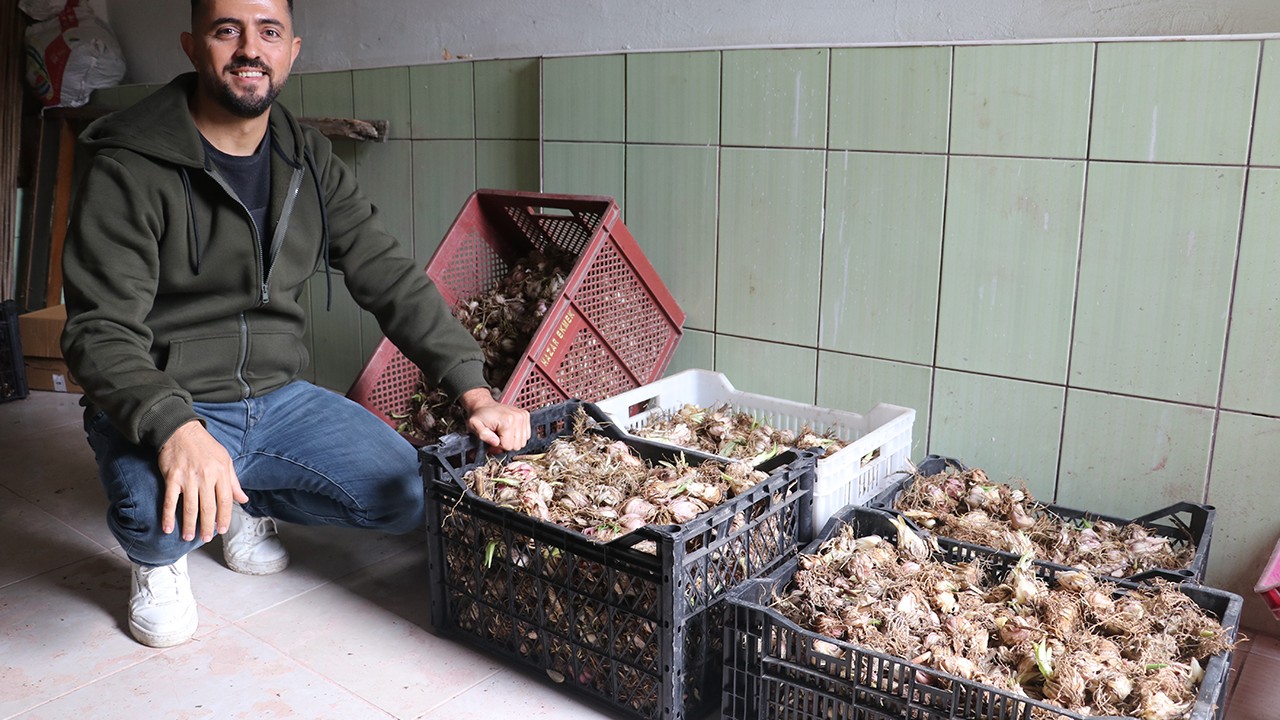 Genç girişimci, yetiştirdiği ak zambak soğanlarıyla ihracata hazırlanıyor