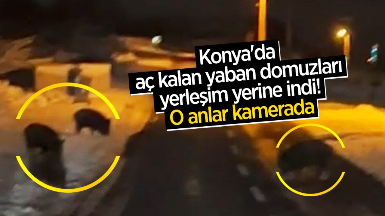 Konya'da aç kalan yaban domuzları yerleşim yerine indi! O anlar kamerada