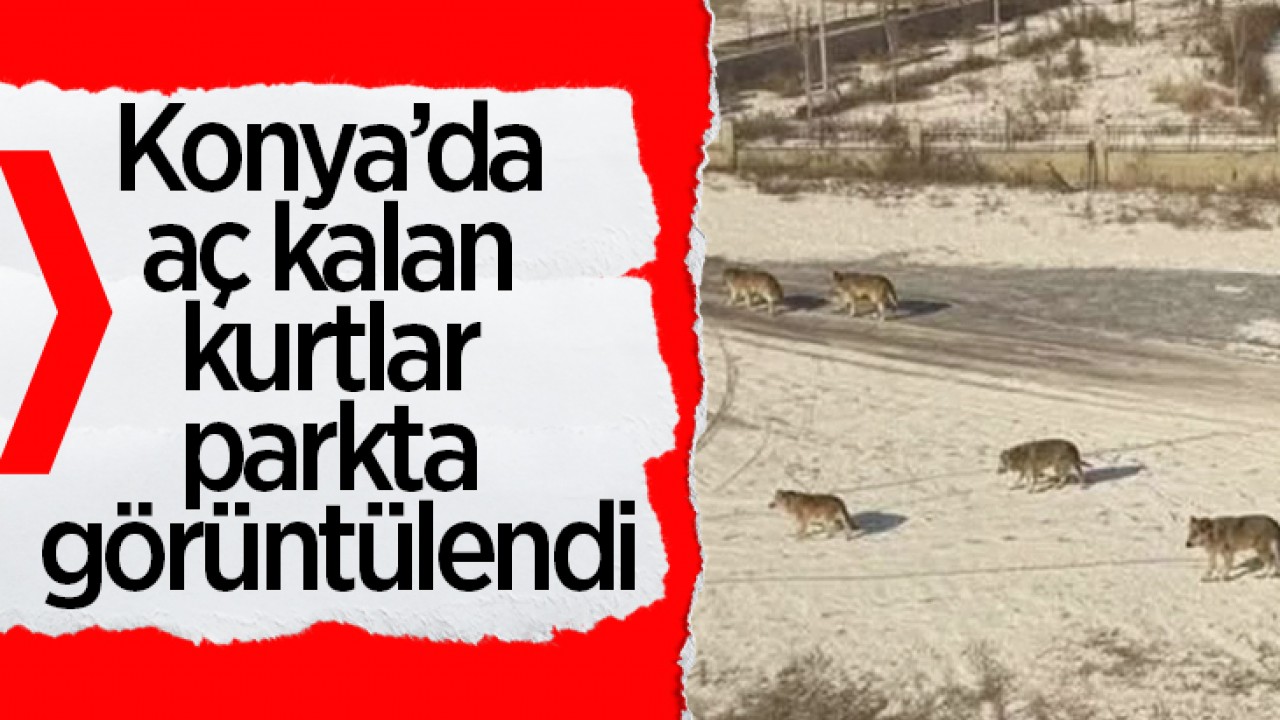 Konya’da aç kalan kurtlar parkta görüntülendi