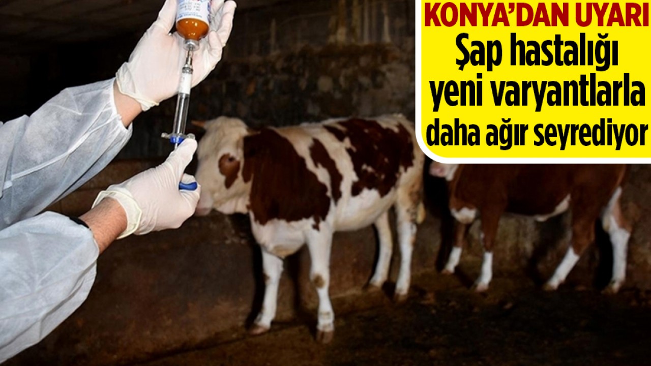 Konya’dan uyarı: Şap hastalığı yeni varyantlarla daha ağır seyrediyor