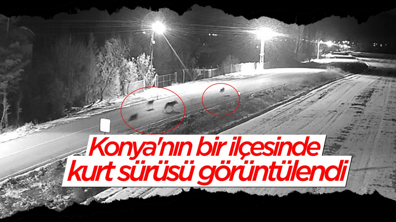 Konya'nın bir ilçesinde kurt sürüsü görüntülendi