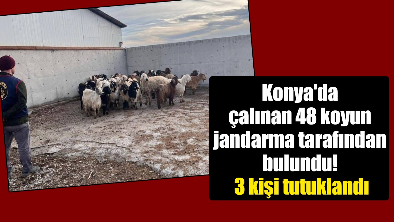 Konya'da çalınan 48 koyun jandarma tarafından bulundu! 3 kişi tutuklandı
