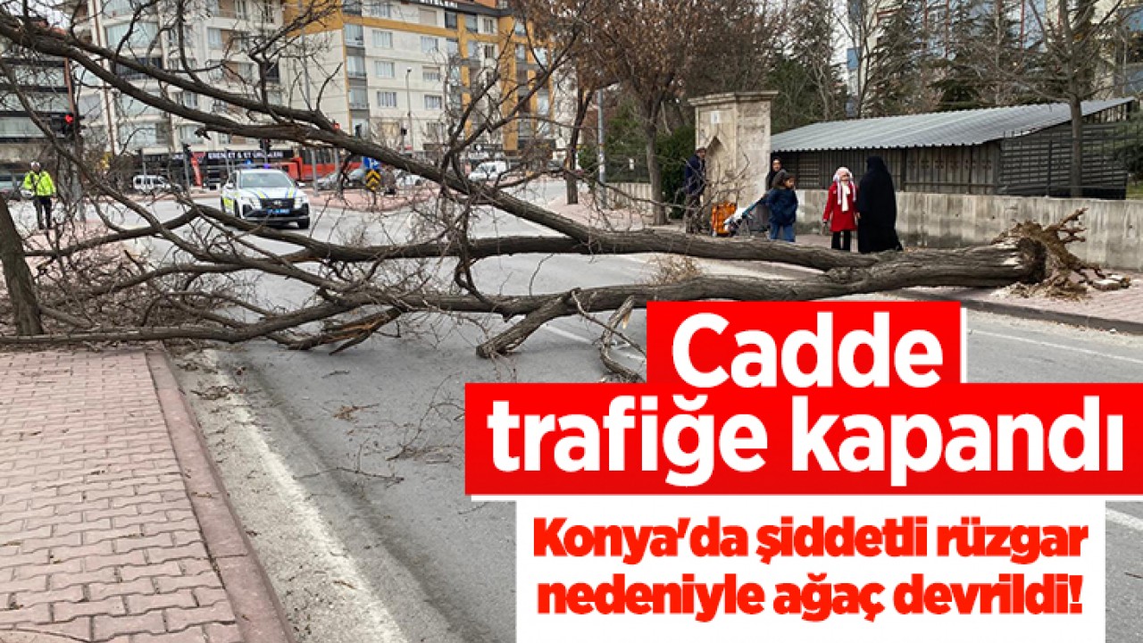 Konya'da şiddetli rüzgar nedeniyle ağaç devrildi! Cadde trafiğe kapandı