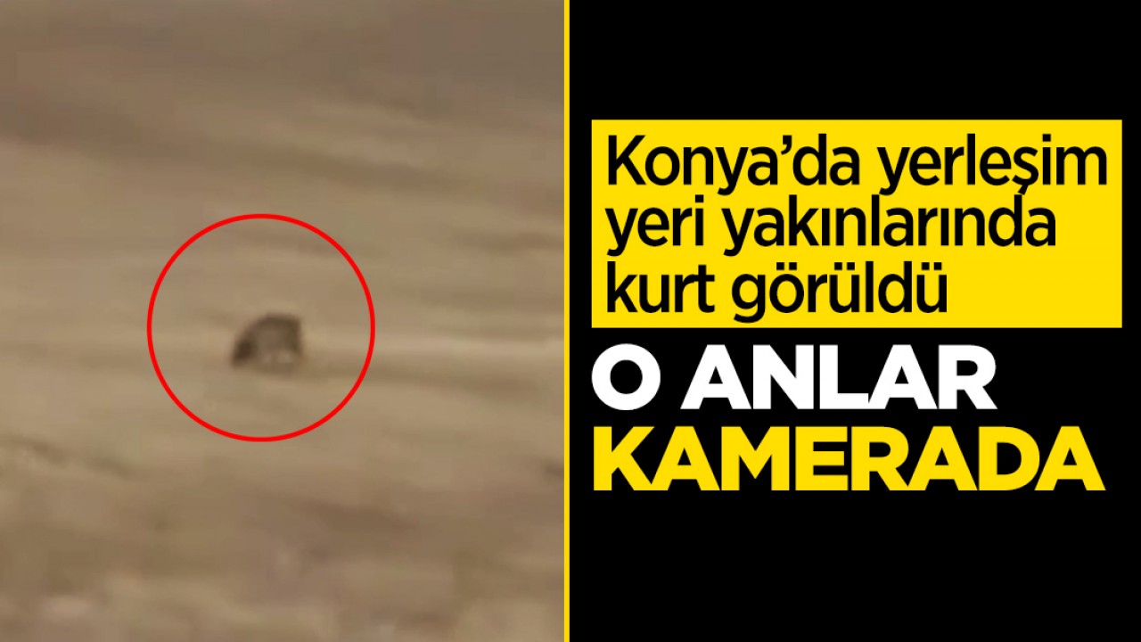 Konya’da yerleşim yeri yakınlarında kurt görüldü
