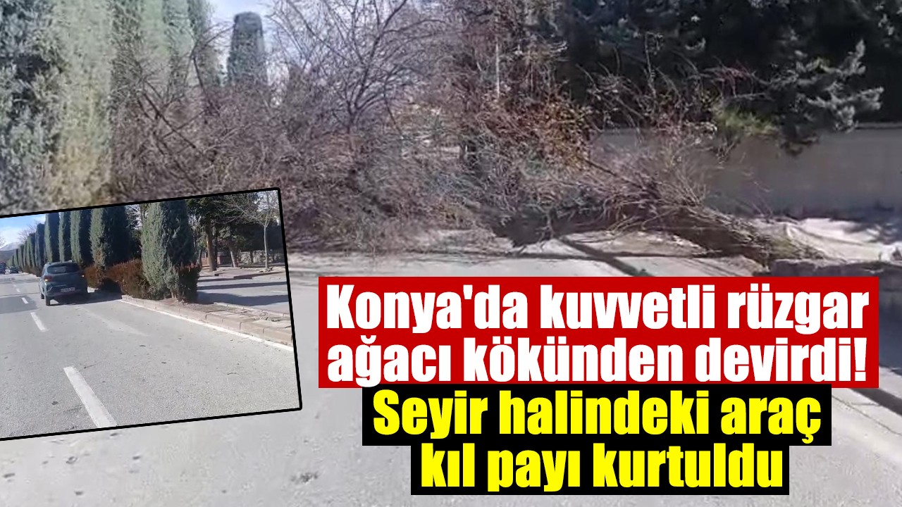 Konya'da kuvvetli rüzgar ağacı kökünden devirdi! Seyir halindeki araç kıl payı kurtuldu
