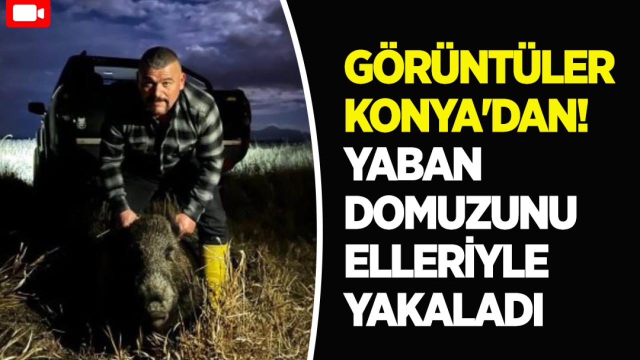 Görüntüler Konya'dan! Yaban domuzunu elleriyle yakaladı