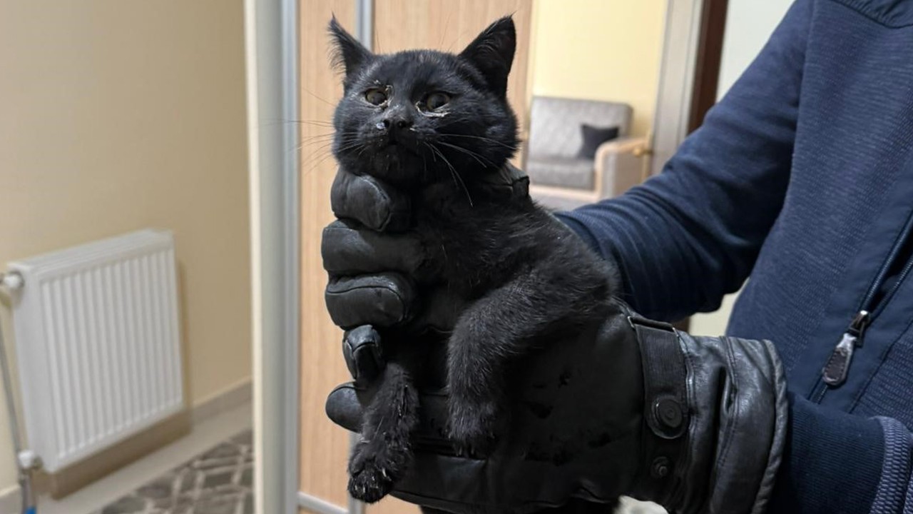 Konya'da bacaya giren kedi itfaiyenin 6 saatlik operasyonuyla kurtarıldı