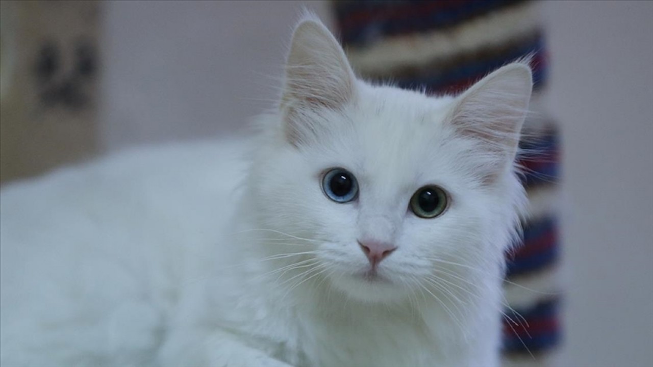 Peygamber Efendimiz'in çok sevdiği ve sahiplendiği rivayet edilen kedinin adı nedir?