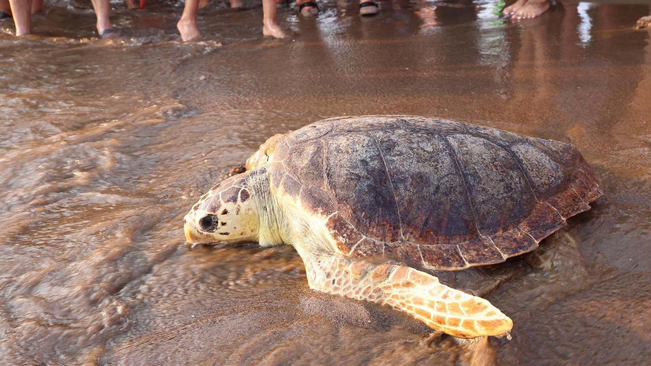 Arka yüzgeci ampute edilen 'Atlas', dünyayı dolaşıyor
