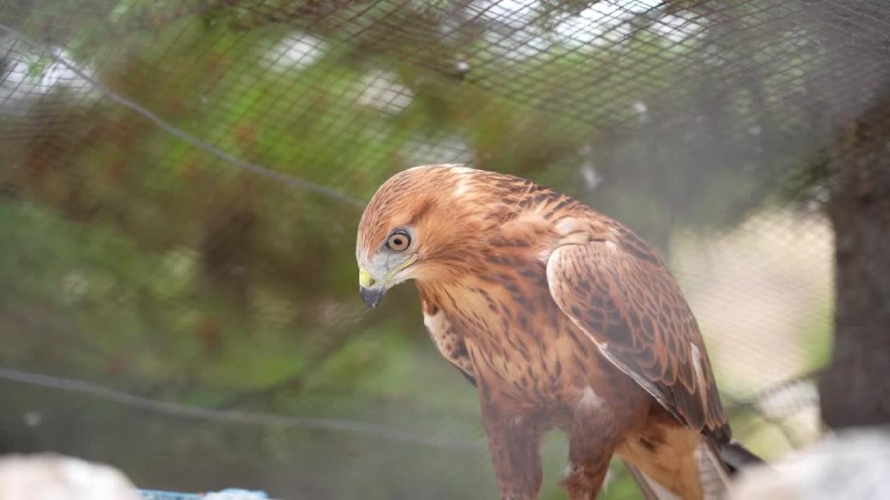 Geçen yıl 11 bin yaban hayvanı tedavi edilerek doğaya salındı