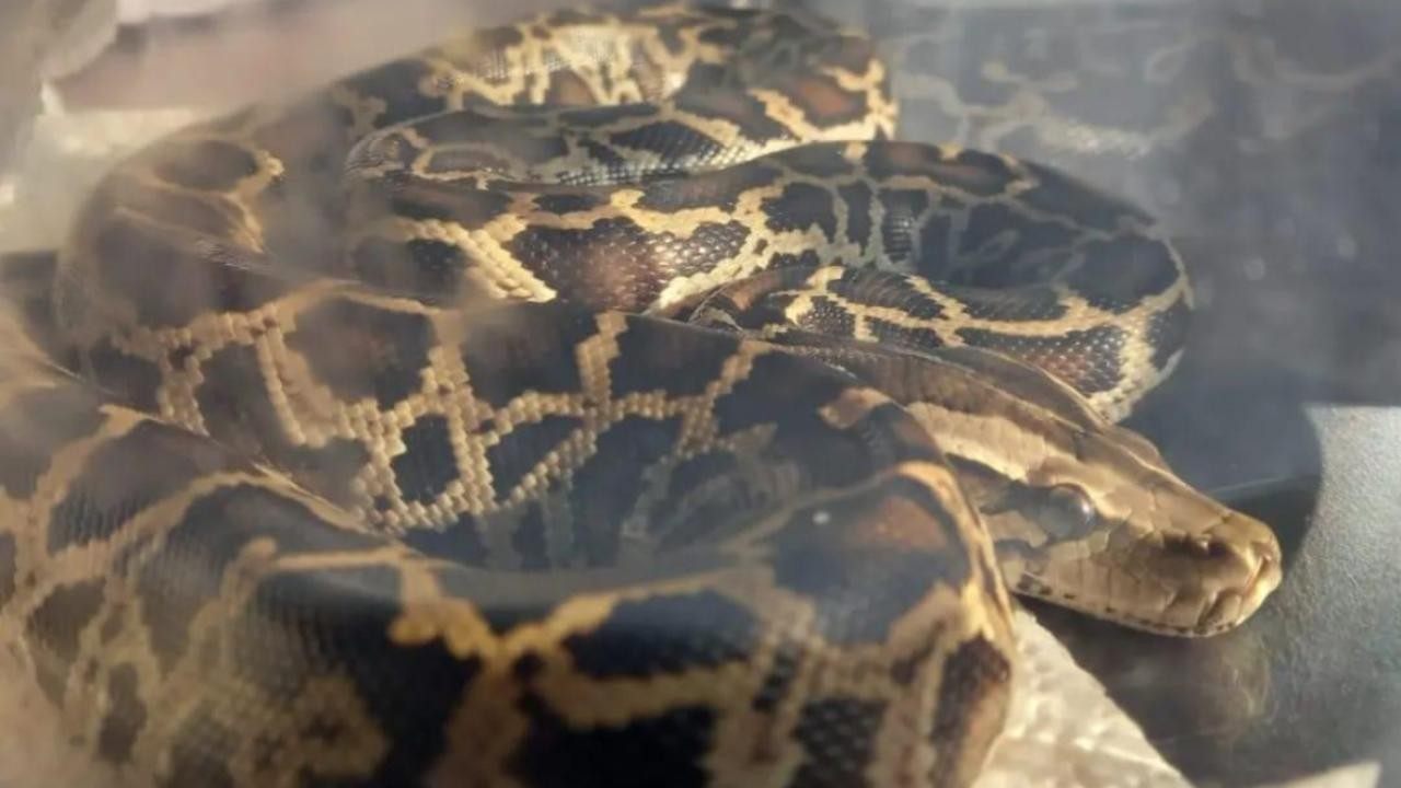 Gece yarısı üzerinde 2,5 metrelik pitonla uyandı