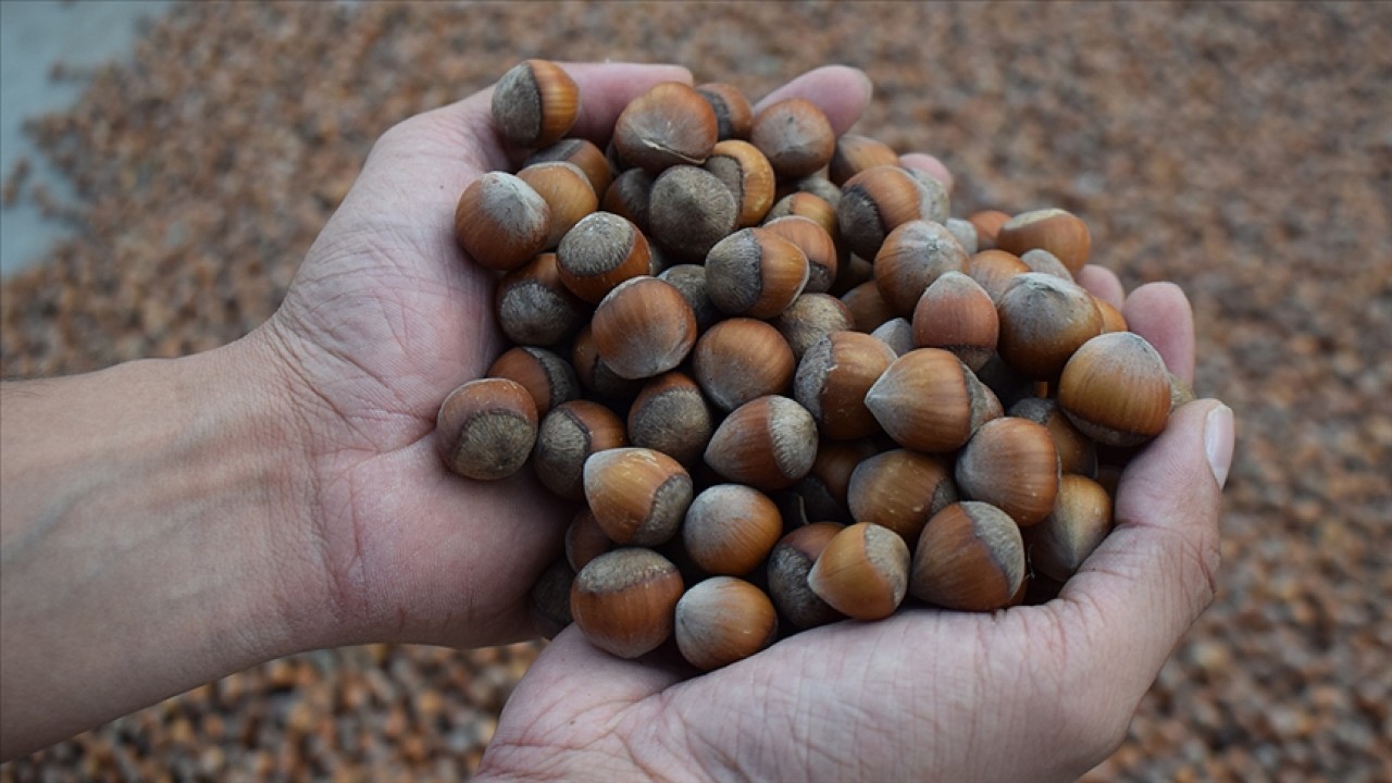 Türk fındığı 2025'te 122 ülkeye ihraç edildi