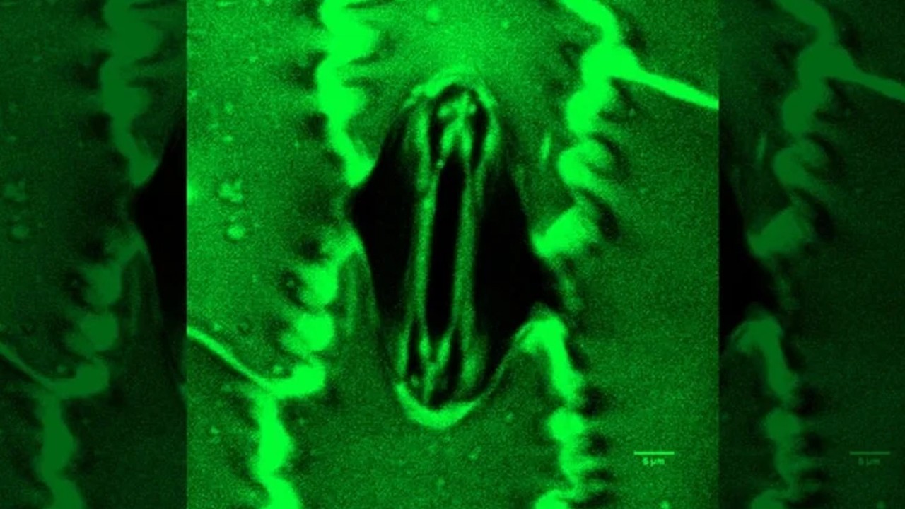 Bilim dünyasında bir ilk: Bitkilerin nefes alışı görüntülendi