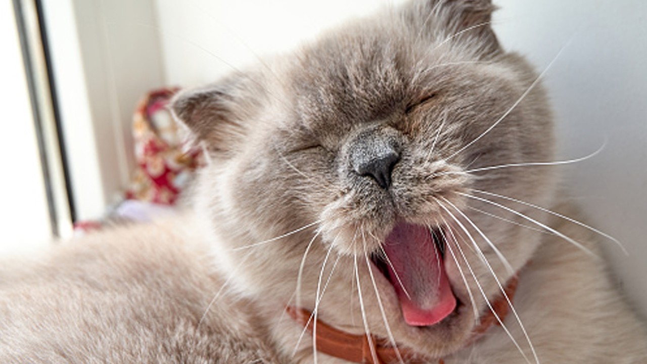 Kedilerin sürekli esnemesinin sebebi bakın neymiş!