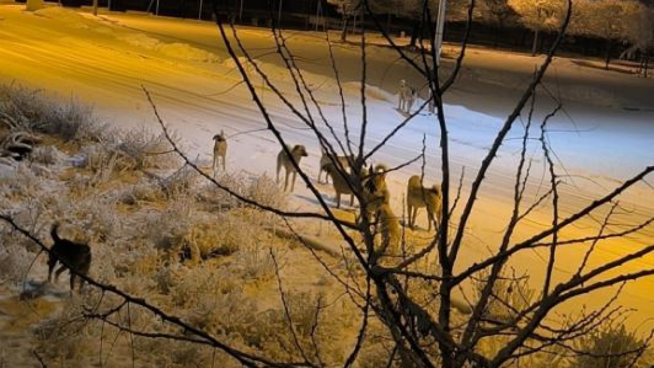 Sokak köpeğinin saldırısına uğrayan çocuk yaralandı