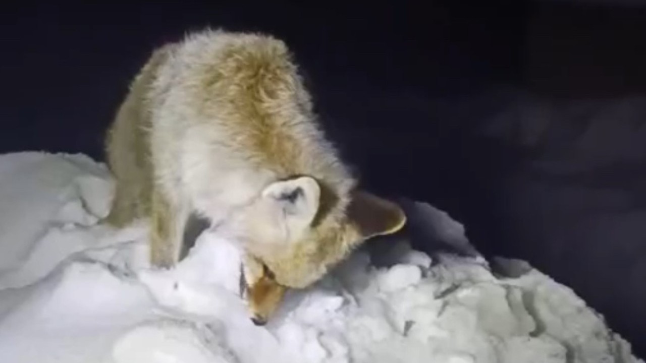 Bu fotoğraflar Türkiye'den... Yiyecek aradığı sırada ayakta dondu!