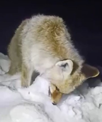 Bu fotoğraflar Türkiye'den... Yiyecek aradığı sırada ayakta dondu!