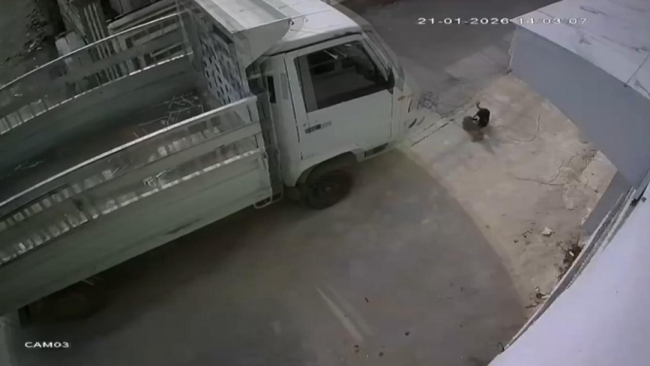 Kedi ezen sürücüye "barınakta çalışma" cezası