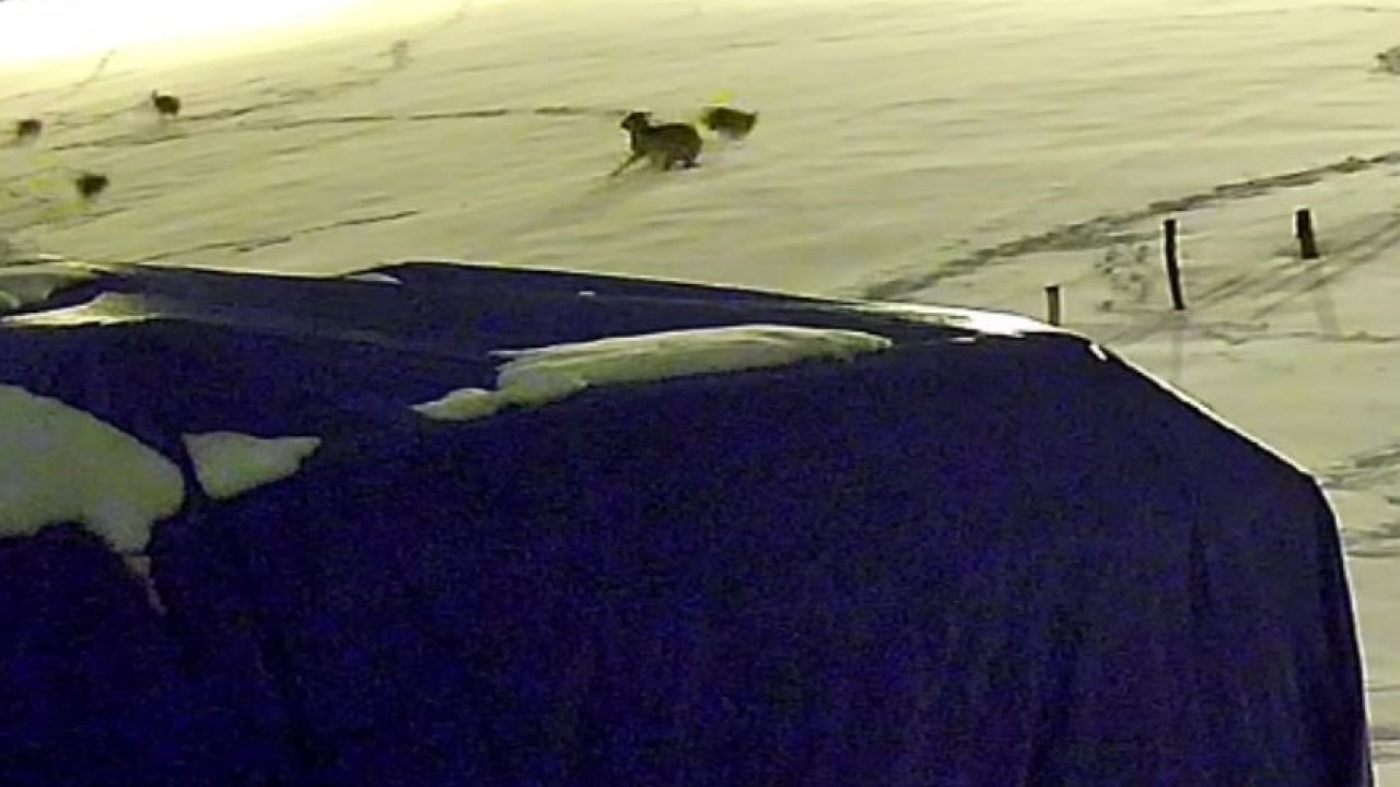 Aç kalan 6 kurt, çiftlikteki köpeğe saldırdı! Köpekten geriye postu kaldı