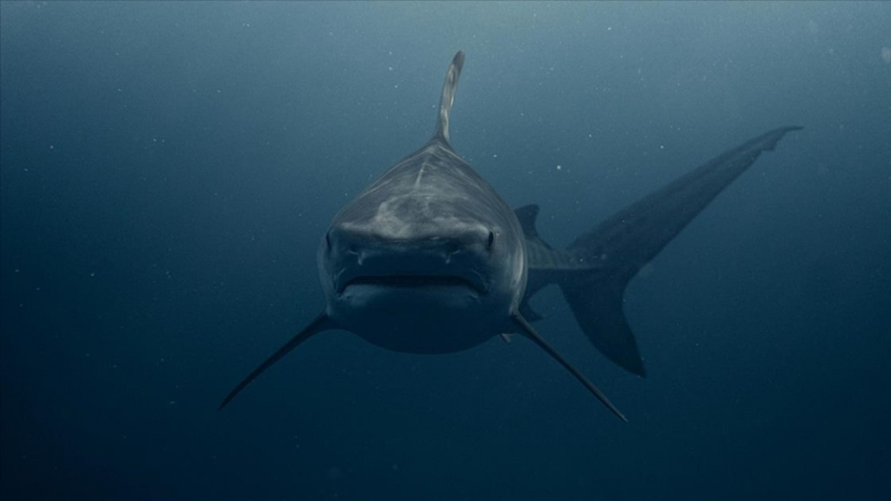 İstatistiksel olarak insanlar her 1 saatte yaklaşık kaç köpek balığı öldürmektedir? Kim Milyoner Olmak İster 500 Bin TL'lik Soru