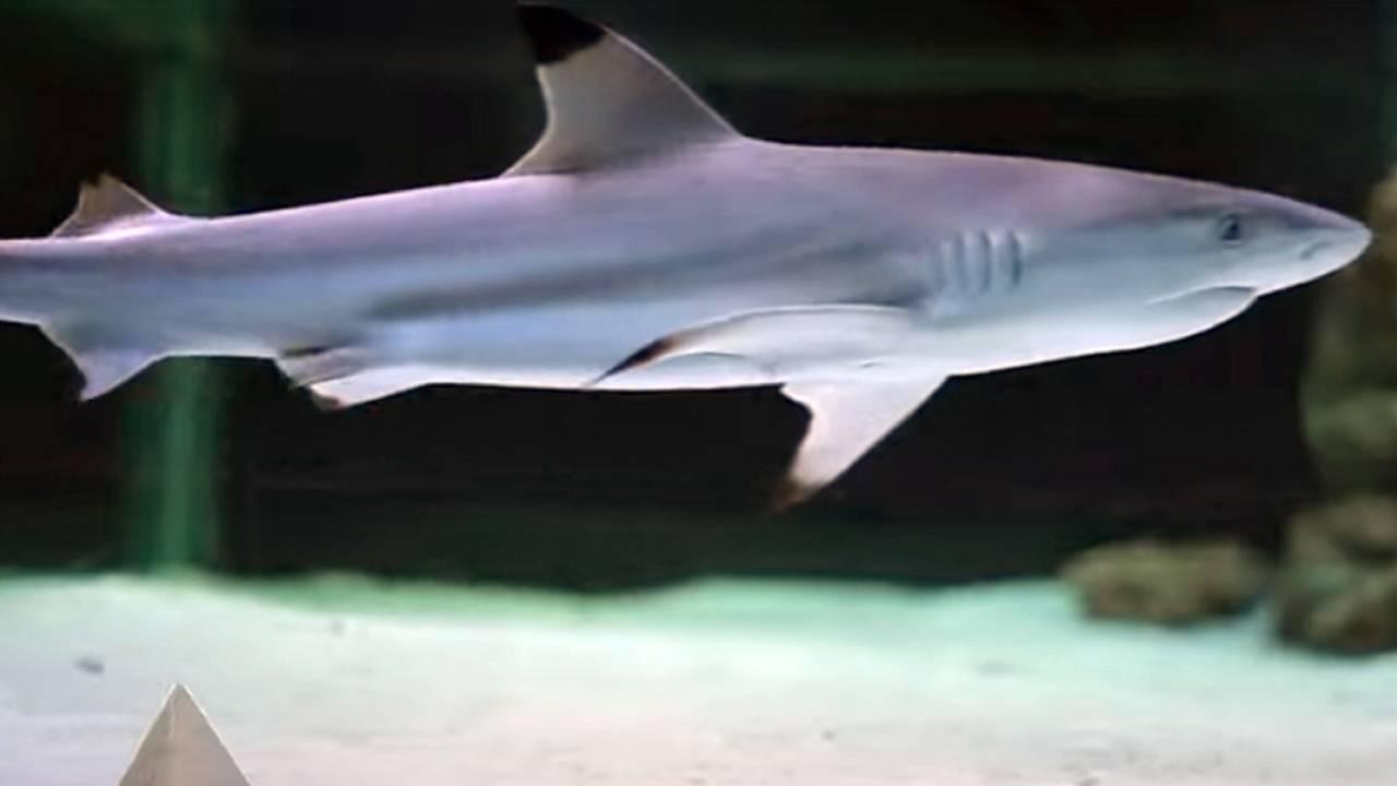 Bir çocuk köpekbalığı saldırısı sonucu öldü