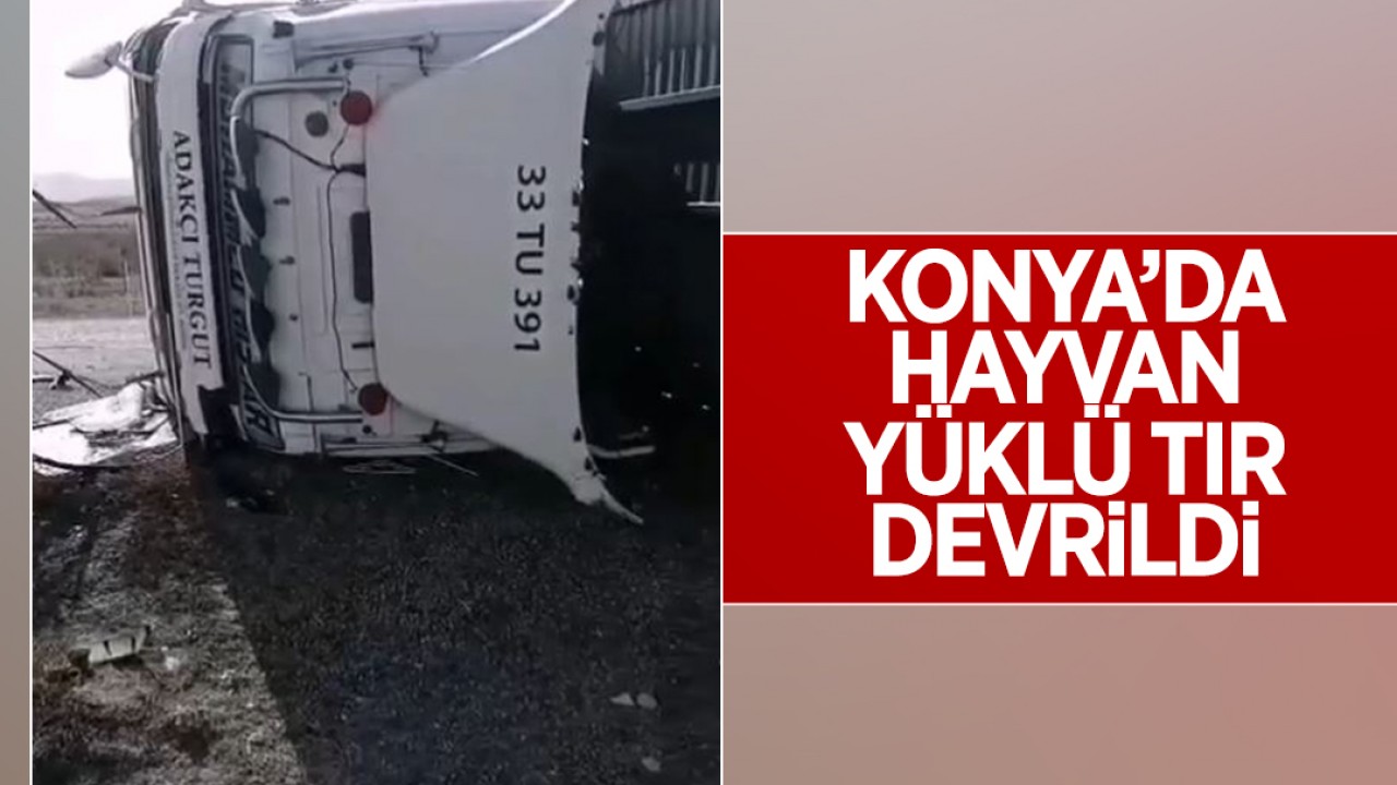 Konya'da hayvan yüklü TIR devrildi