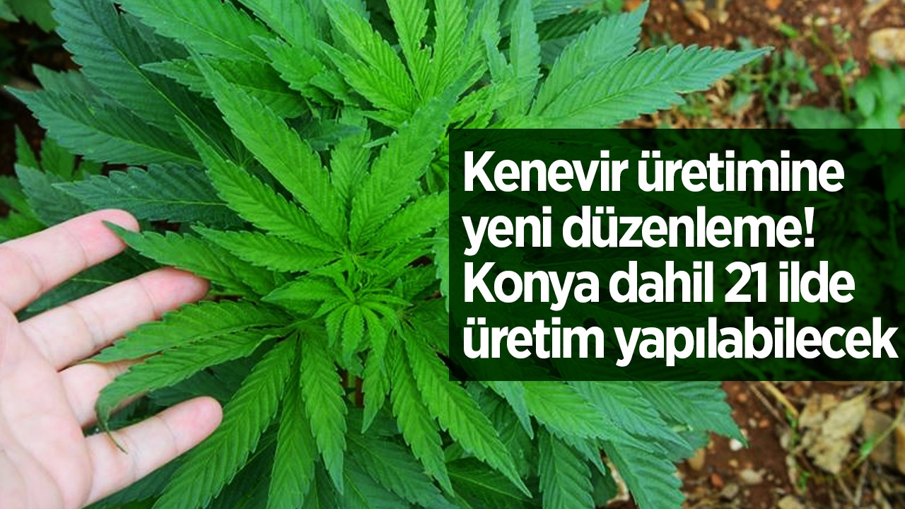 Kenevir üretimine yeni düzenleme! Konya dahil 21 ilde üretim yapılabilecek