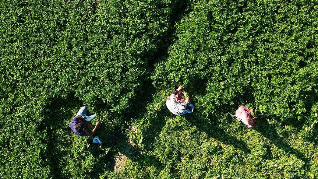 Koçan hangisinde yoktur? Çifte Milyon sorusu