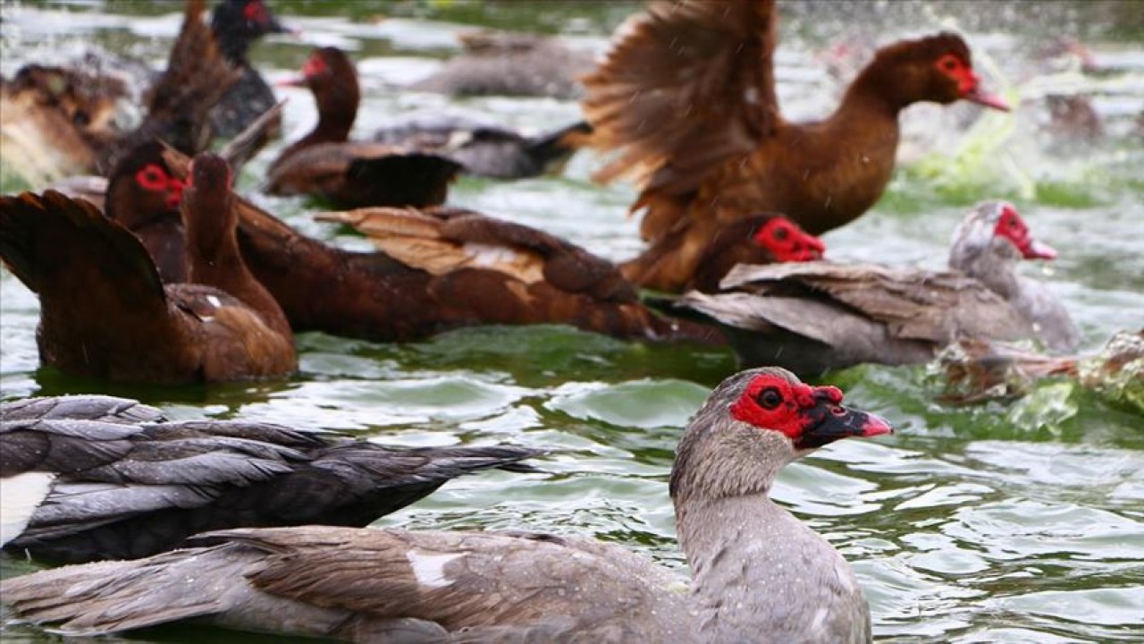 Suna kelimesinin sözlük anlamı hangisidir?