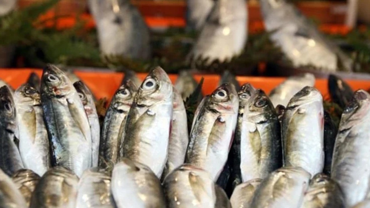Şubat ayında hangi balık yenilir? İşte tam mevsimi olan balıklar…