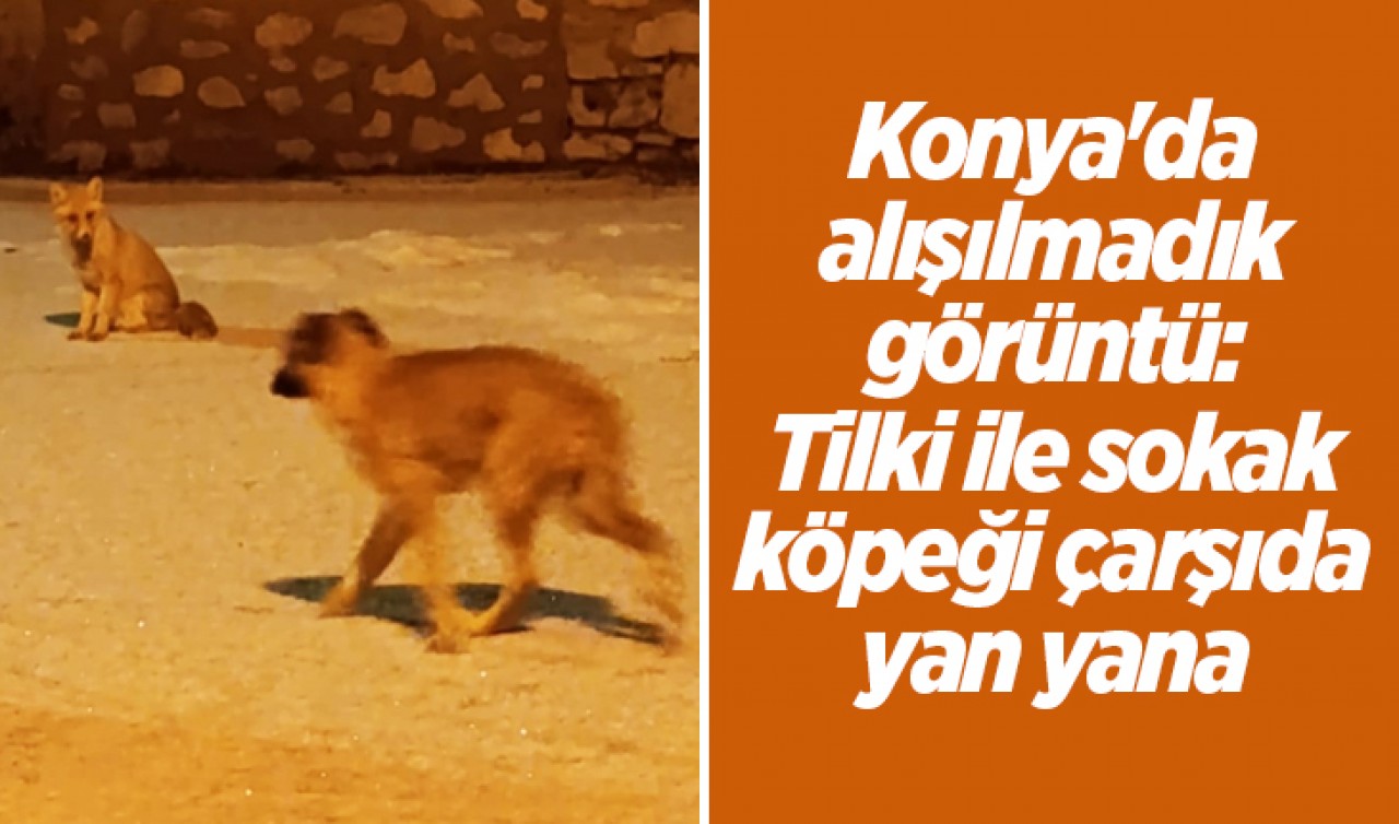 Konya'da alışılmadık görüntü: Tilki ile sokak köpeği çarşıda yan yana