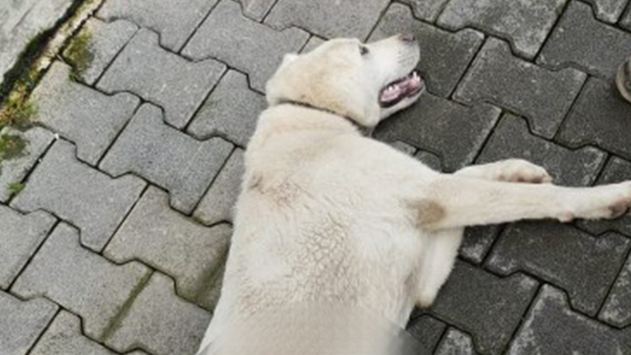 Bahçesine giren sokak köpeğini tüfekle vurup öldürdü