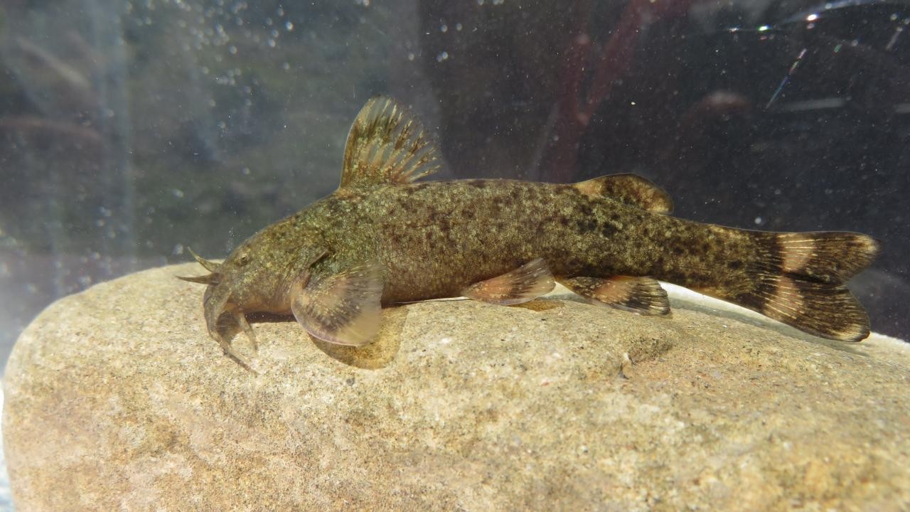 Türkiye'de tatlı su balıkları tehlike altında