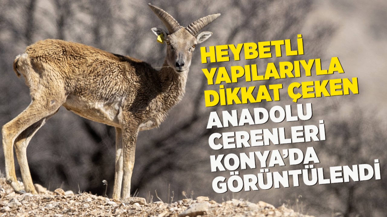 Heybetli yapılarıyla dikkat çeken Anadolu cerenleri Konya’da görüntülendi