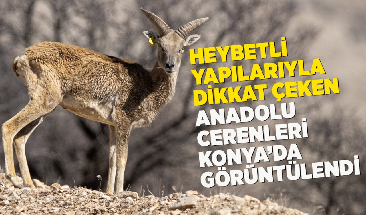 Heybetli yapılarıyla dikkat çeken Anadolu cerenleri Konya’da görüntülendi
