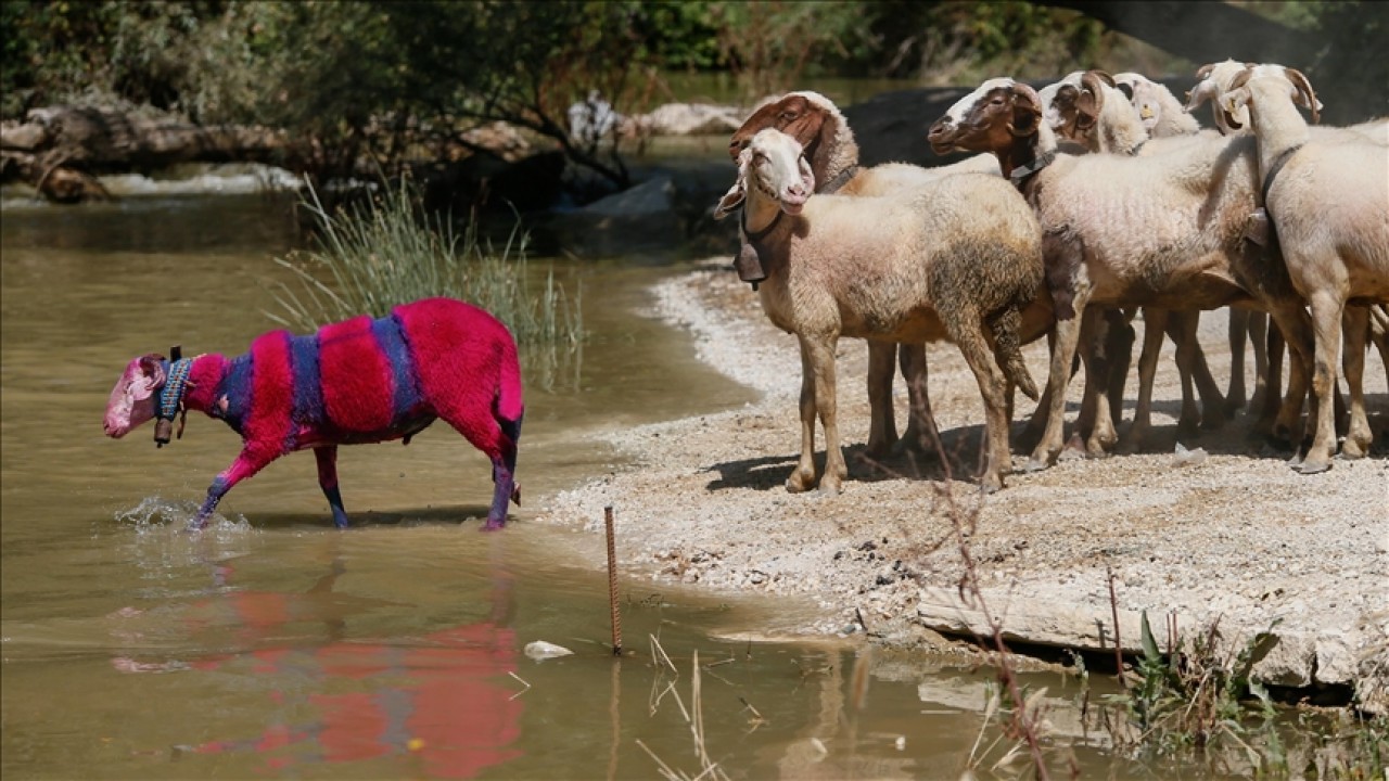 Sudan koyun geçirme festivali her sene hangi ilimizde yapılır? Çifte Milyon Sorusu