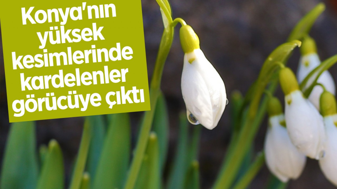 Konya'nın yüksek kesimlerinde kardelenler görücüye çıktı