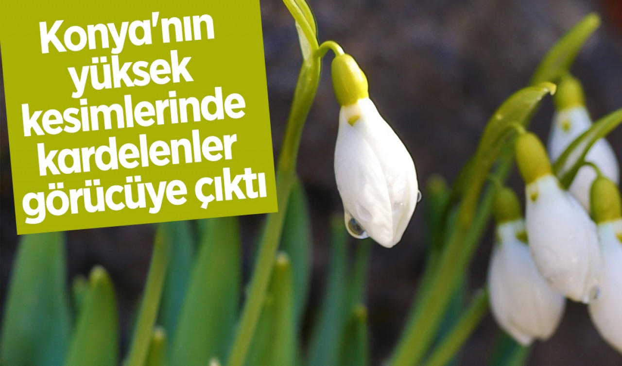 Konya'nın yüksek kesimlerinde kardelenler görücüye çıktı