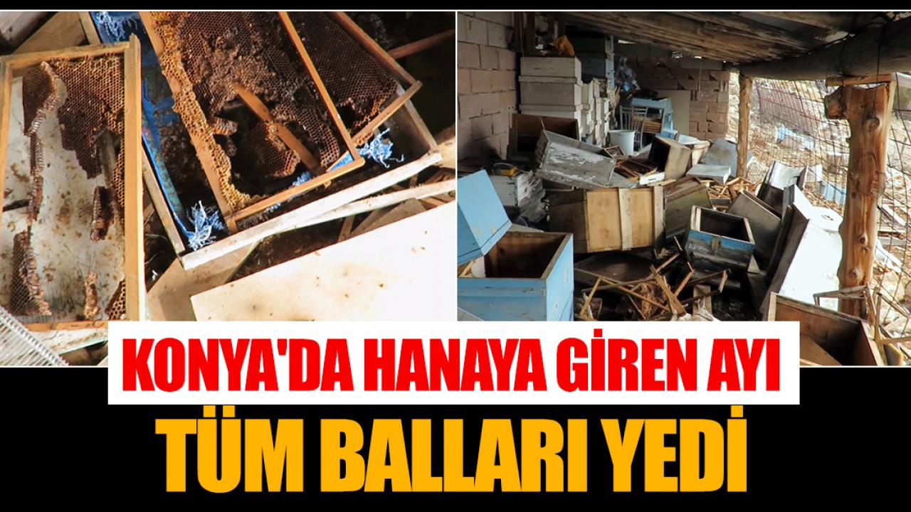 Konya'da hanaya giren ayı tüm balları yedi