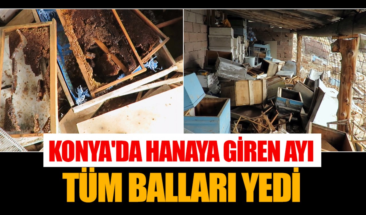 Konya'da hanaya giren ayı tüm balları yedi