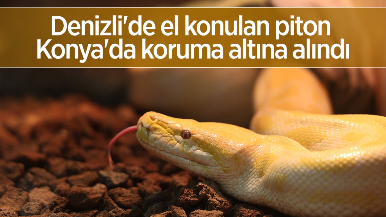 Denizli'de el konulan nesli tehlike altındaki piton Konya'da koruma altına alındı