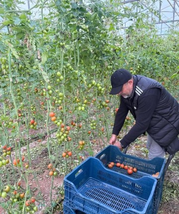 Fanatik üreticinin ‘Kante' sevgisi: Domatesleri topladığı kasaya bile onun adını yazdırdı