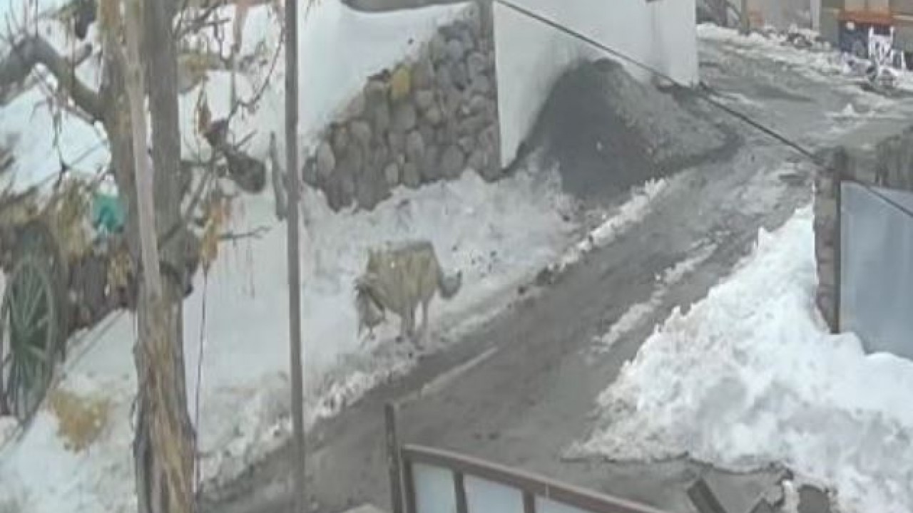 Köye inen kurt kaz sürüsüne saldırdı